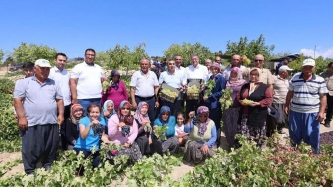 mersin-silifkede-sofralik-uzum-hasadi-basladi-Ea26PteQ.jpg
