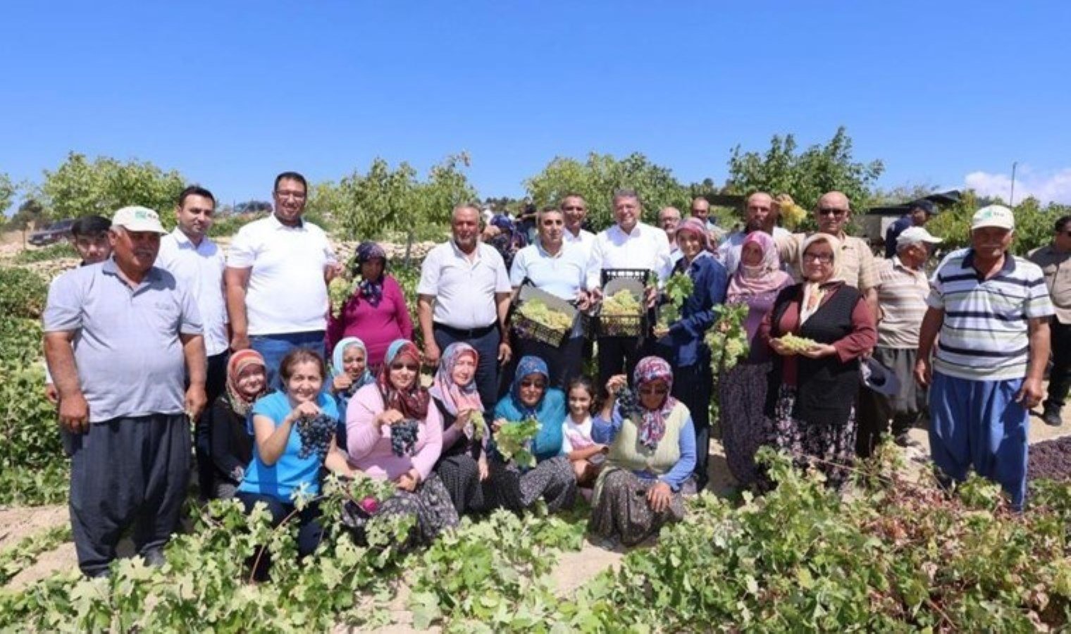 mersin-silifkede-sofralik-uzum-hasadi-basladi-Ea26PteQ.jpg