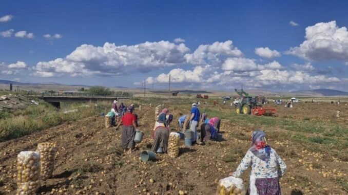 alacada-patatesler-ucretsiz-dagitiliyor-ciftcilerin-mucadelesi-vuRwzcsv.jpg