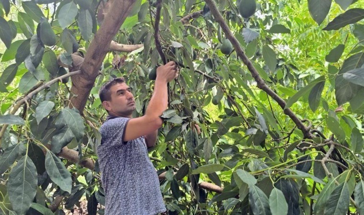 alanyada-avokado-hasat-sezonu-coskuyla-basladi-W1ZVOm91.jpg alanyada-avokado-hasat-sezonu-coskuyla-basladi-W1ZVOm91.jpg