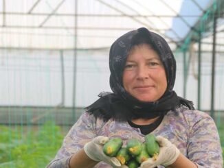 Antalya'da Salatalık Hasadı Başladı - Merhaba İzmir