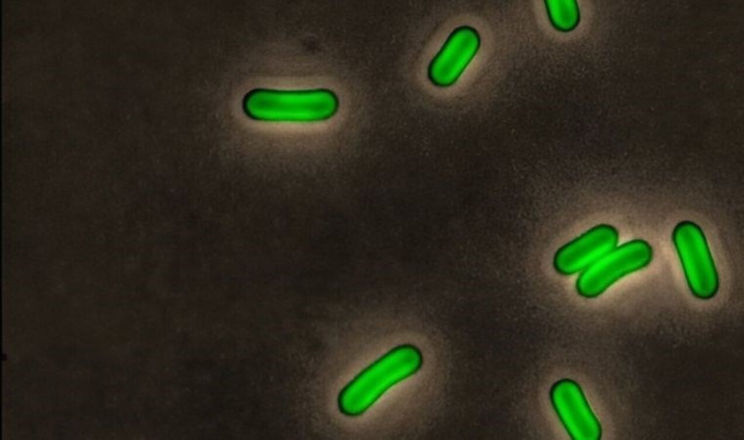 bakterilerin-fotoperiyodizm-yetenegi-uzerine-yeni-bulgular-BRYaiEGW.jpg bakterilerin-fotoperiyodizm-yetenegi-uzerine-yeni-bulgular-BRYaiEGW.jpg