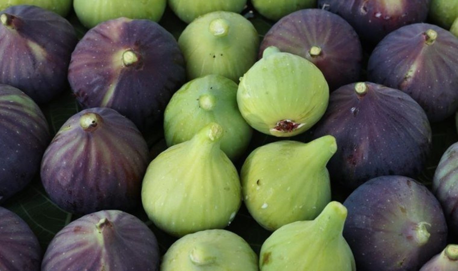 bursa-siyah-inciri-avrupa-birligi-tarafindan-tescillendi-Rh8hNb7W.jpg bursa-siyah-inciri-avrupa-birligi-tarafindan-tescillendi-Rh8hNb7W.jpg