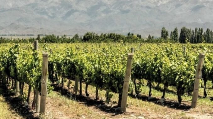 ciftciler-urunlerini-tarlada-birakti-uzum-hasadi-etkileniyor-3flKVqix.jpg
