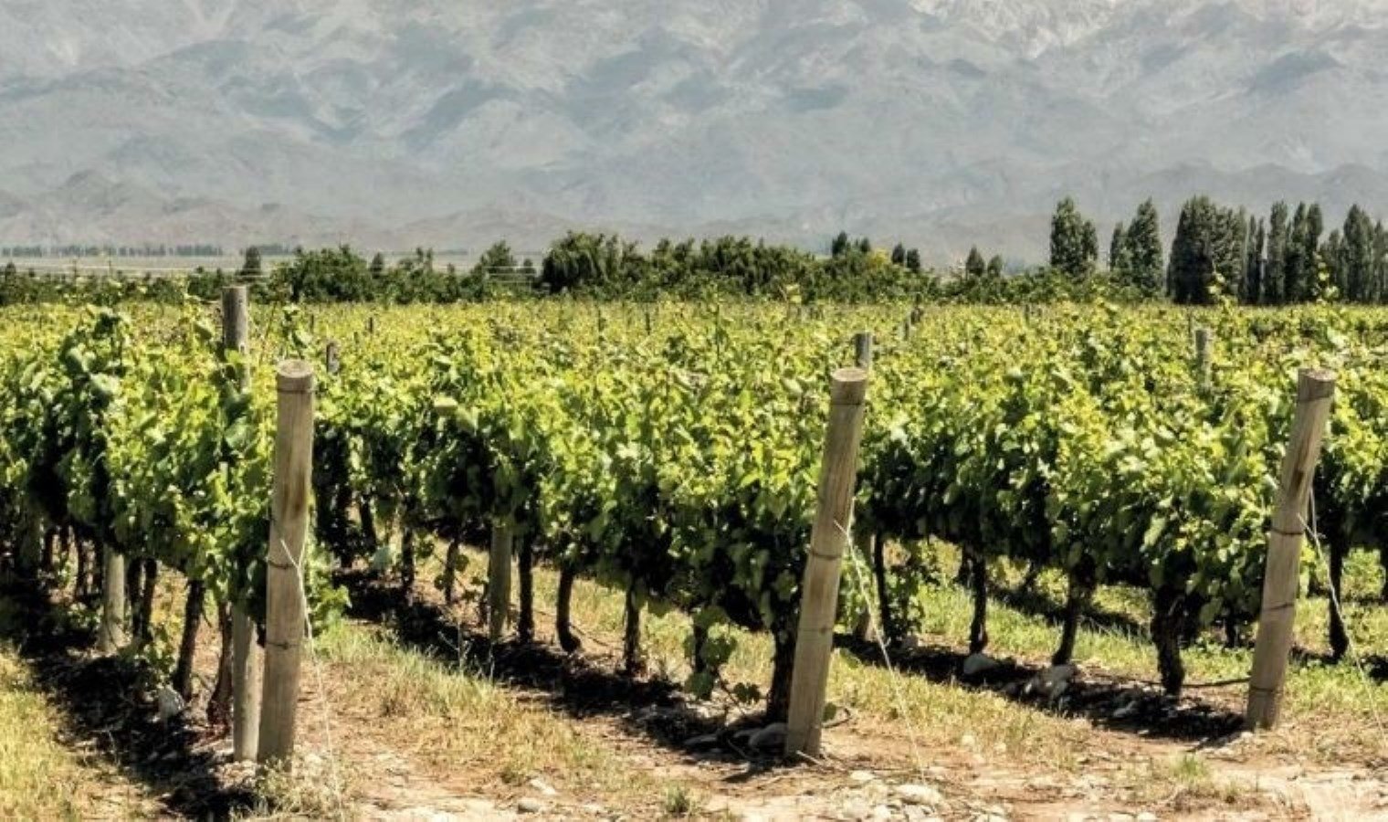 ciftciler-urunlerini-tarlada-birakti-uzum-hasadi-etkileniyor-3flKVqix.jpg ciftciler-urunlerini-tarlada-birakti-uzum-hasadi-etkileniyor-3flKVqix.jpg