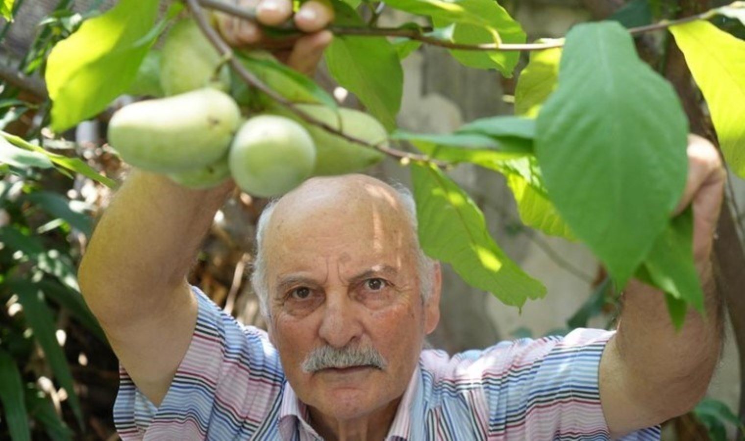 emekli-ogretmenin-tropikal-bahcesi-200-cesit-meyve-ve-sebze-yetistiriyor-yz7BVuYm.jpg emekli-ogretmenin-tropikal-bahcesi-200-cesit-meyve-ve-sebze-yetistiriyor-yz7BVuYm.jpg