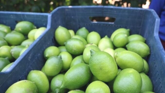 enter-donat-cinsi-limon-hasadi-basladi-ve-fiyatlar-yukseldi-pYOmA8WC.jpg