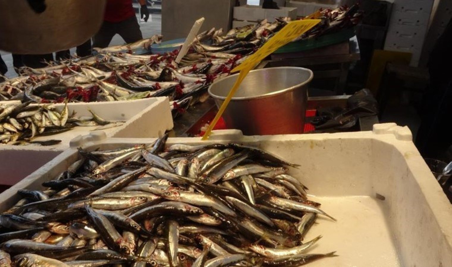 hamsinin-erken-gelmesi-balikcilari-sevindiriyor-BB9U4Yj5.jpg hamsinin-erken-gelmesi-balikcilari-sevindiriyor-BB9U4Yj5.jpg