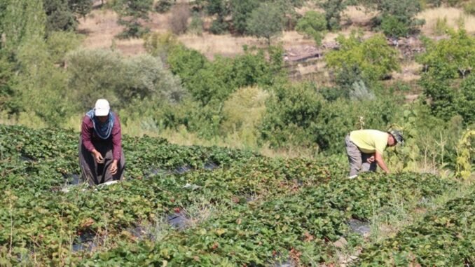 karakislakci-mahallesinde-cilek-tarimi-projesi-basariyla-yurutuluyor-BtnGplyA.jpg