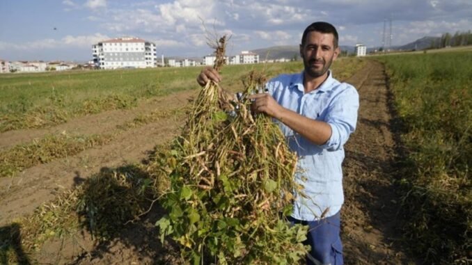 kelkit-seker-fasulyesi-hasadi-ve-uretimi-NI6MskHZ.jpg
