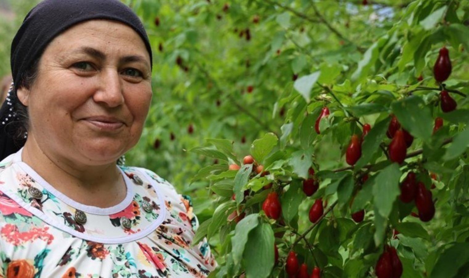 kizilcik-kirazinda-hasat-donemi-basladi-lkUcZksD.jpg kizilcik-kirazinda-hasat-donemi-basladi-lkUcZksD.jpg