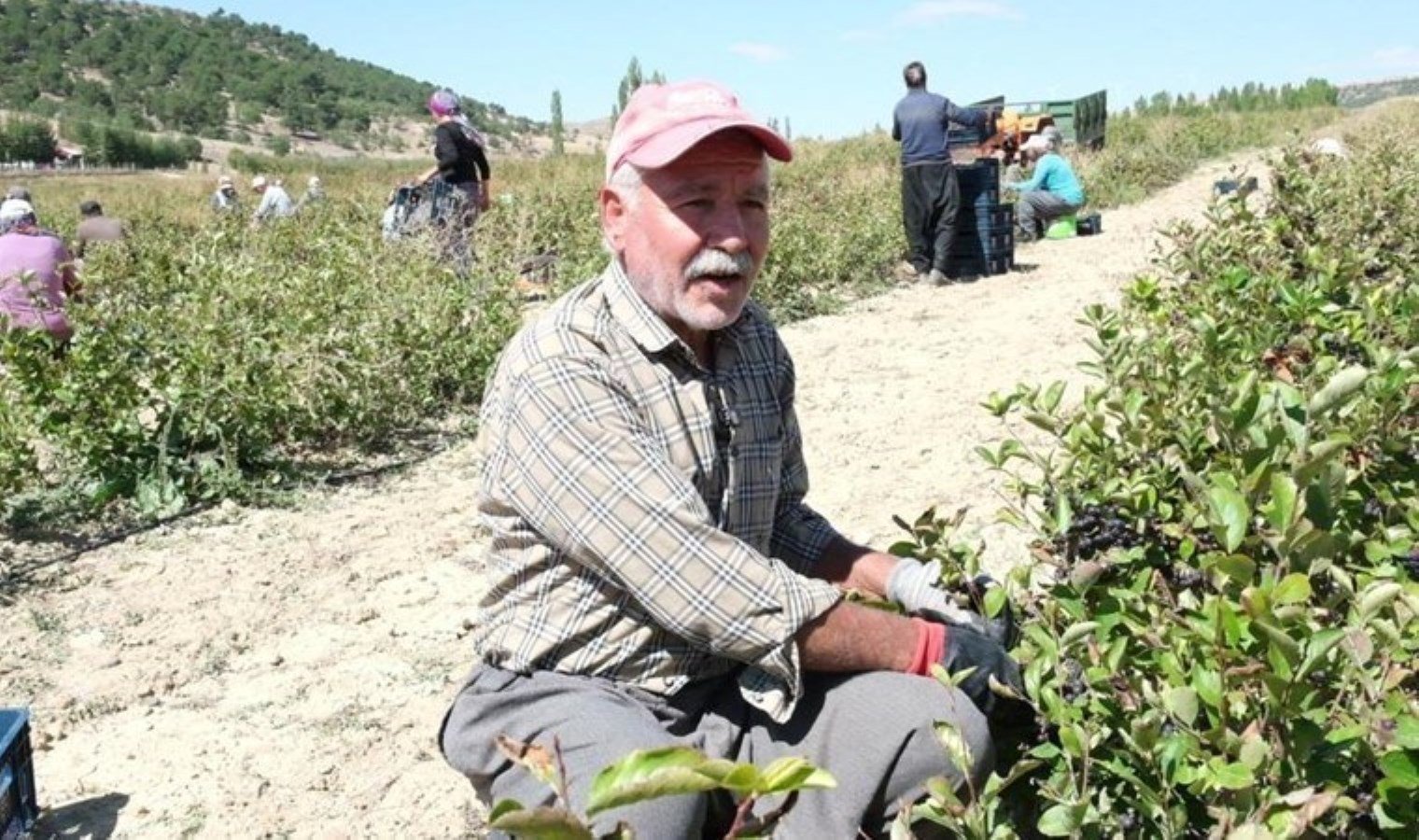 mutta-aronya-uretimi-ve-saglik-faydalari-DSXaBFPQ.jpg