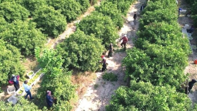 adanada-mandalina-hasadi-basladi-sicak-hava-ve-dusuk-rekolte-sorunlari-FxSb1s5r.jpg