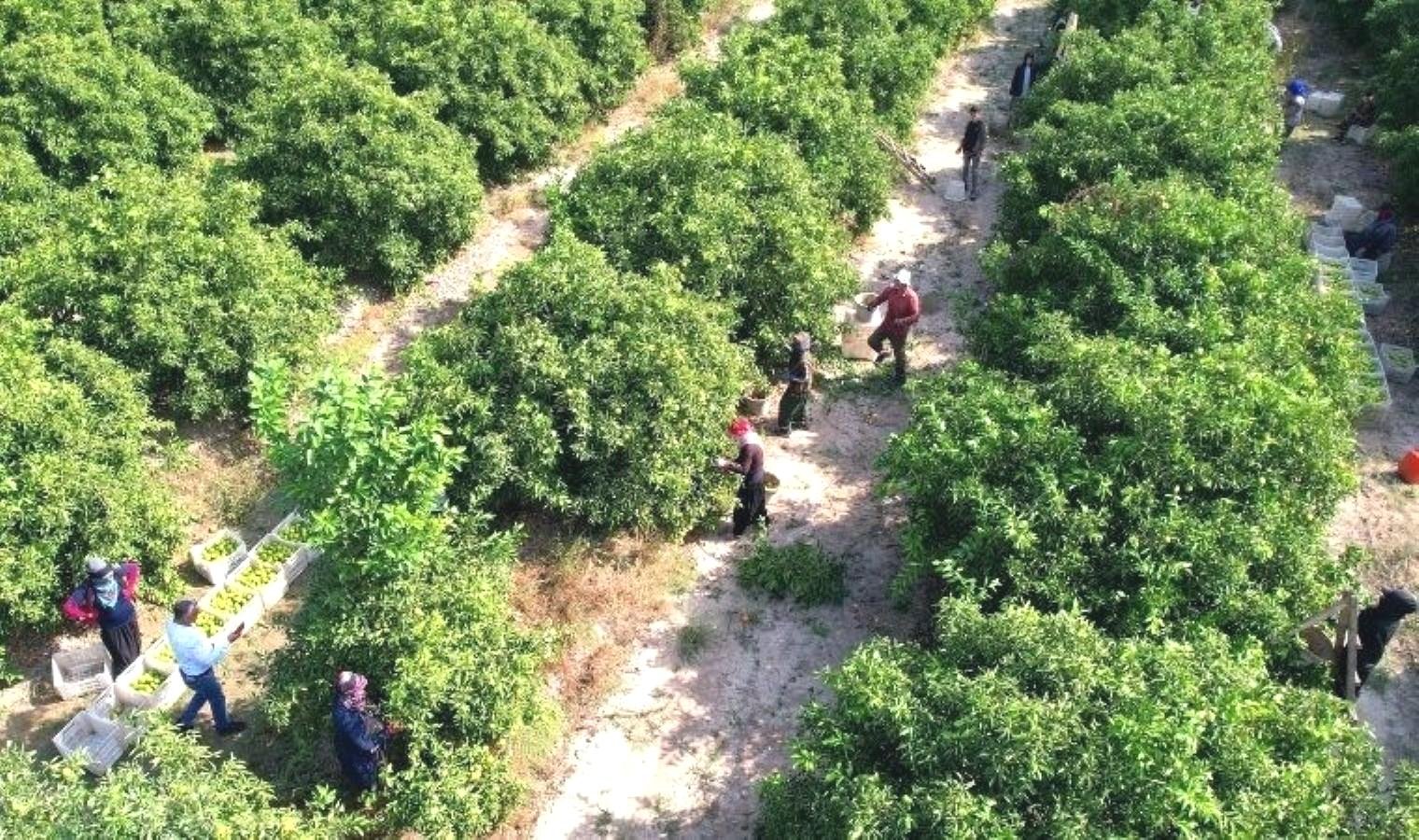 adanada-mandalina-hasadi-basladi-sicak-hava-ve-dusuk-rekolte-sorunlari-FxSb1s5r.jpg
