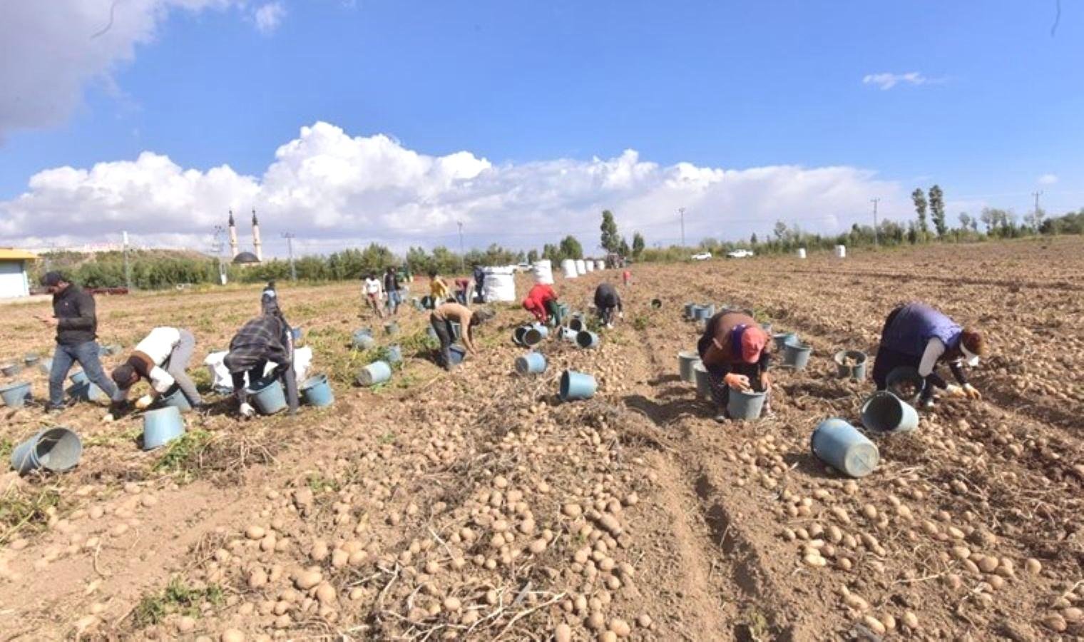 ahlatta-200-bin-ton-patates-hasadi-bekleniyor-CrwEnSRs.jpg