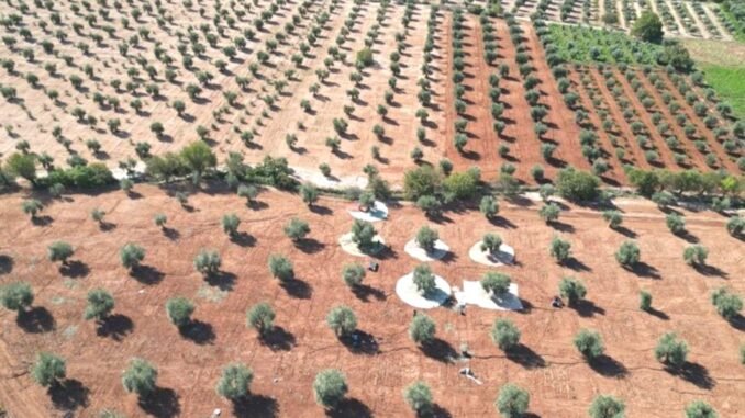 kiliste-zeytin-hasadi-ve-zeytinyagi-uretimi-XqtyVs1B.jpg