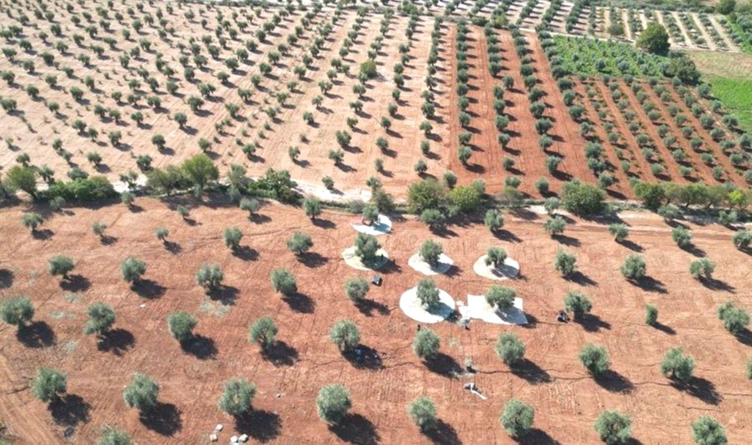 kiliste-zeytin-hasadi-ve-zeytinyagi-uretimi-XqtyVs1B.jpg