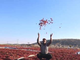 Maraş Biberinin Üretimi ve Önemi - Merhaba İzmir