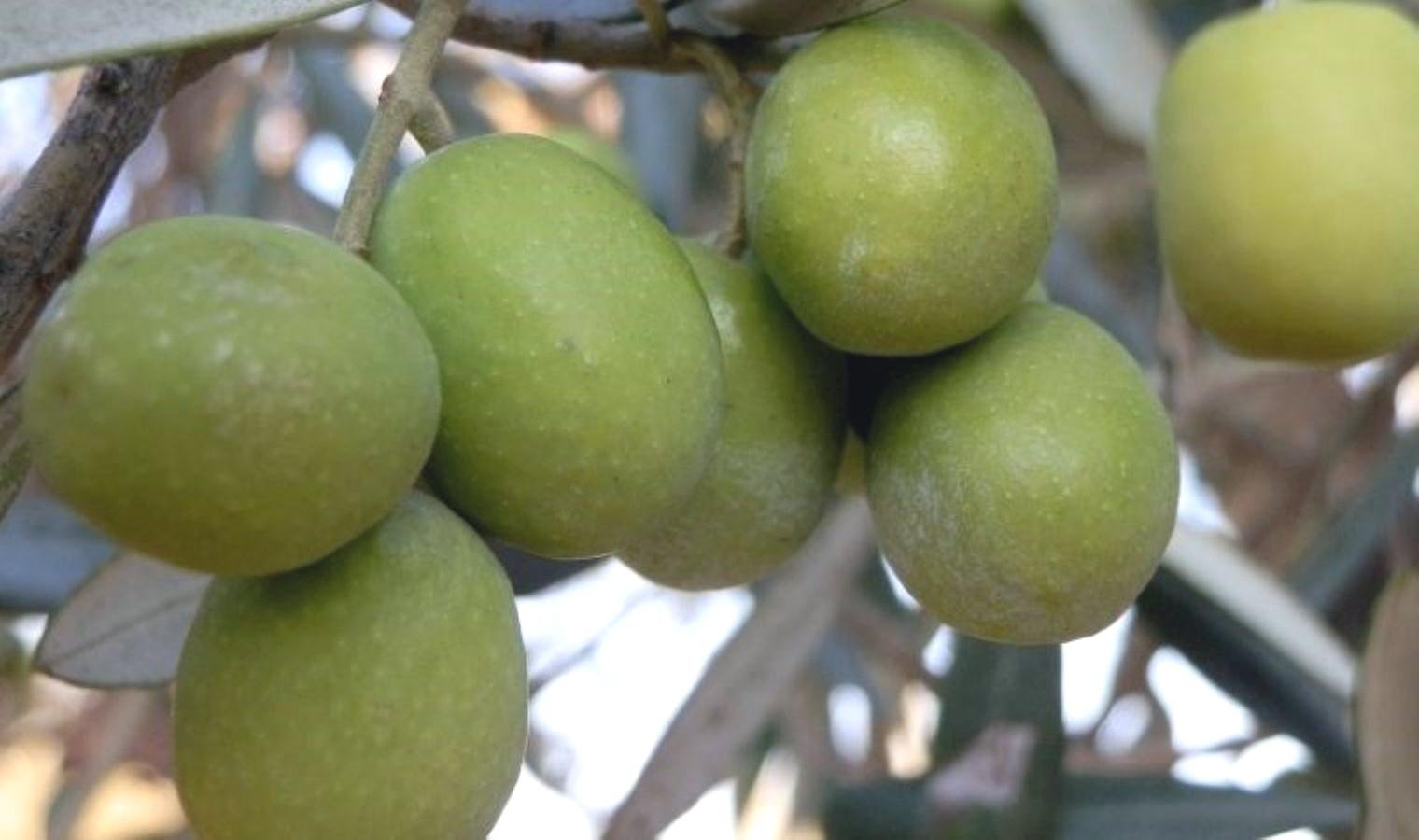 mersin-mutta-zeytin-hasadi-basladi-ULpUzwle.jpg mersin-mutta-zeytin-hasadi-basladi-ULpUzwle.jpg
