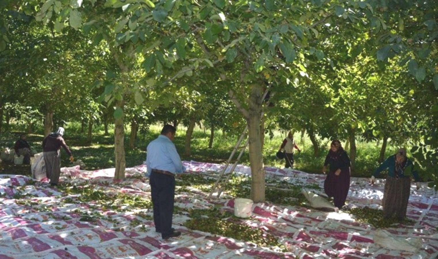niksar-cevizinin-hasadi-basladi-verim-artisi-ve-modern-tarim-uygulamalari-w22RTlLF.jpg