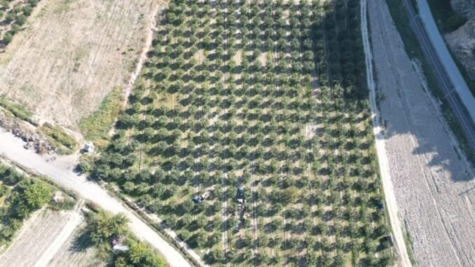 osmanelide-ayva-hasadi-ve-ihracat-sureci-hb186KGg.jpg