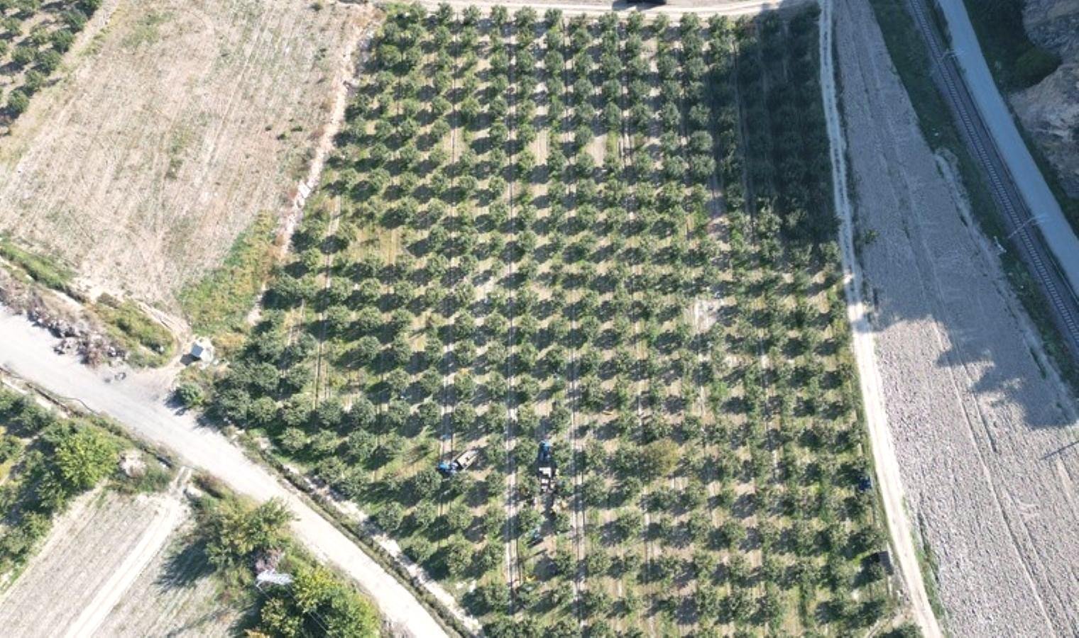 osmanelide-ayva-hasadi-ve-ihracat-sureci-hb186KGg.jpg osmanelide-ayva-hasadi-ve-ihracat-sureci-hb186KGg.jpg