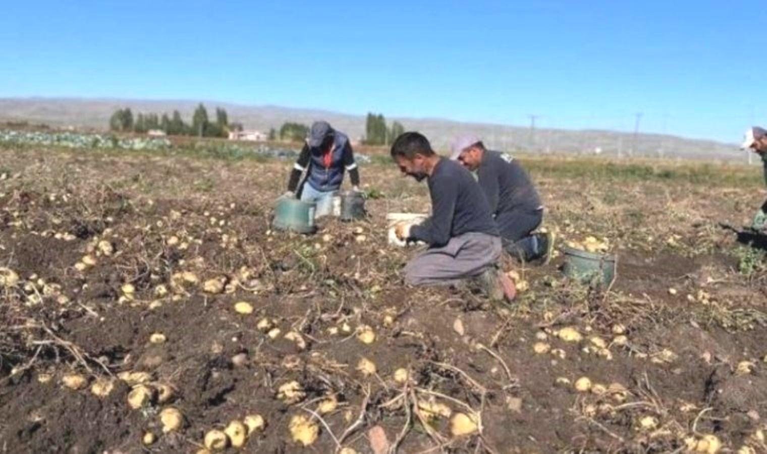 patates-uretimi-ve-hasat-sureci-karsta-tarimsal-faaliyetler-MpSaQNI2.jpg patates-uretimi-ve-hasat-sureci-karsta-tarimsal-faaliyetler-MpSaQNI2.jpg