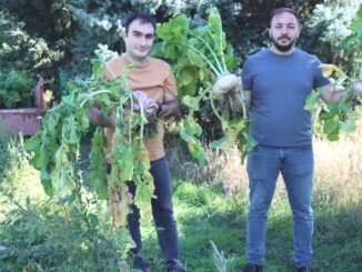 Şalgamın Sağlık Faydaları ve Tarımsal Potansiyeli - Merhaba İzmir