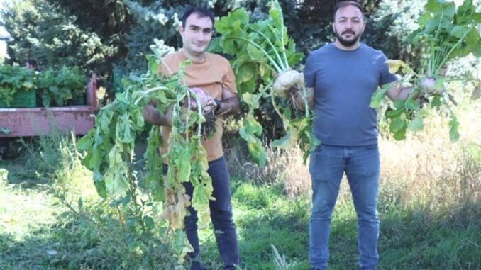 salgamin-saglik-faydalari-ve-tarimsal-potansiyeli-p1O2rNTA.jpg