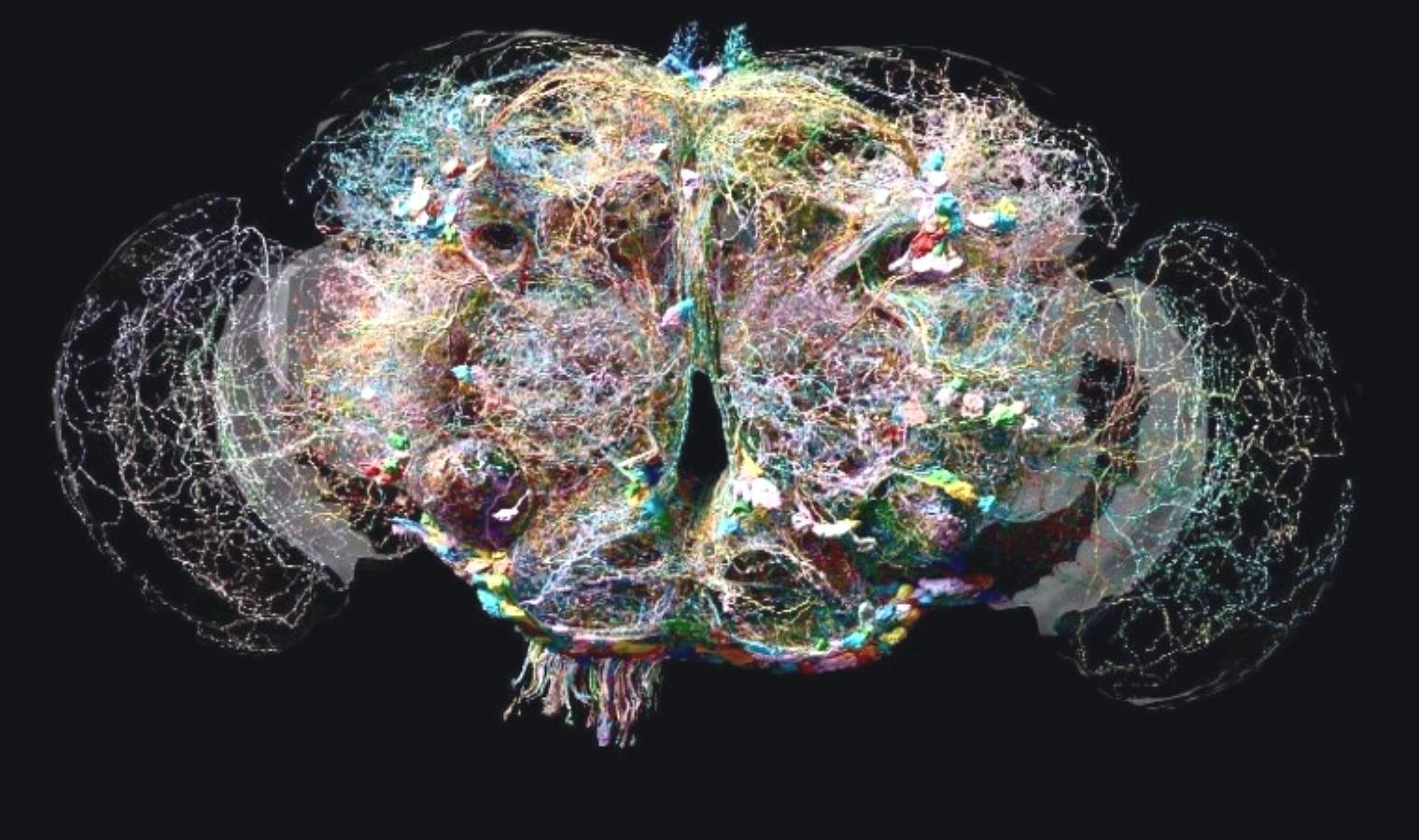 sineklerin-beyin-yapisi-karmasik-baglantilar-ve-fonksiyonlar-uGUqBJnf.jpg sineklerin-beyin-yapisi-karmasik-baglantilar-ve-fonksiyonlar-uGUqBJnf.jpg