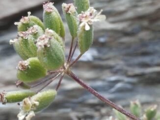Tunceli'de Keşfedilen Yeni Bitki Türü: Heracleum Munzurense - Merhaba İzmir