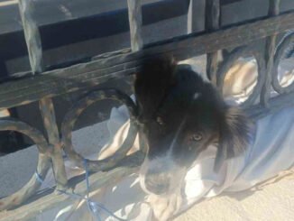 İzmir İtfaiyesi, Kafası Sıkışan Köpeği Kurtardı - Merhaba İzmir