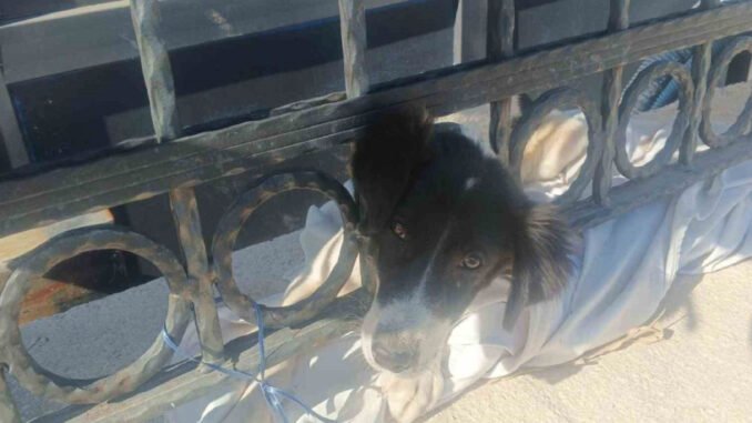 İzmir İtfaiyesi, Kafası Sıkışan Köpeği Kurtardı