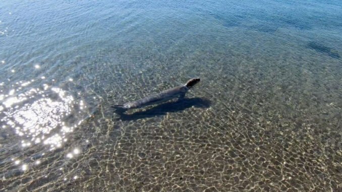 İzmir'de Tedavi Edilen Akdeniz Foku, Denize Kavuştu