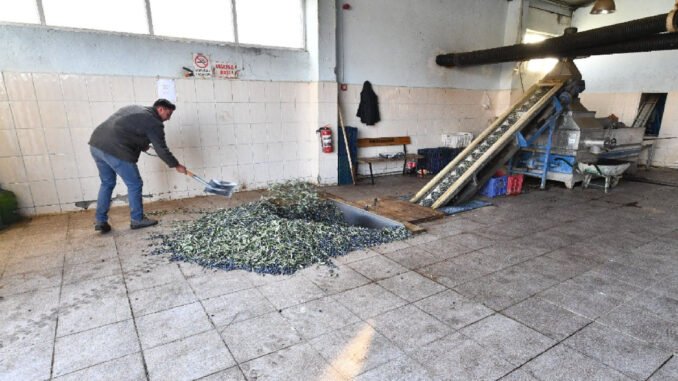 Zeytinde Kalite İçin İzmir’den Önemli Adım