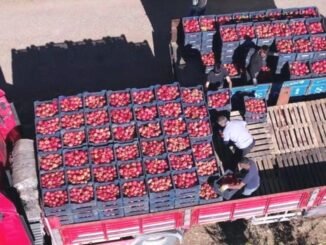 Adıyaman'da Organik Nar Yetiştiriciliği ve İhracatı - Merhaba İzmir