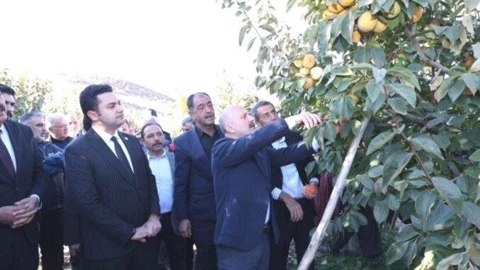 adiyamanda-trabzon-hurmasi-hasat-senligi-duzenlendi-gukOgCCZ.jpg