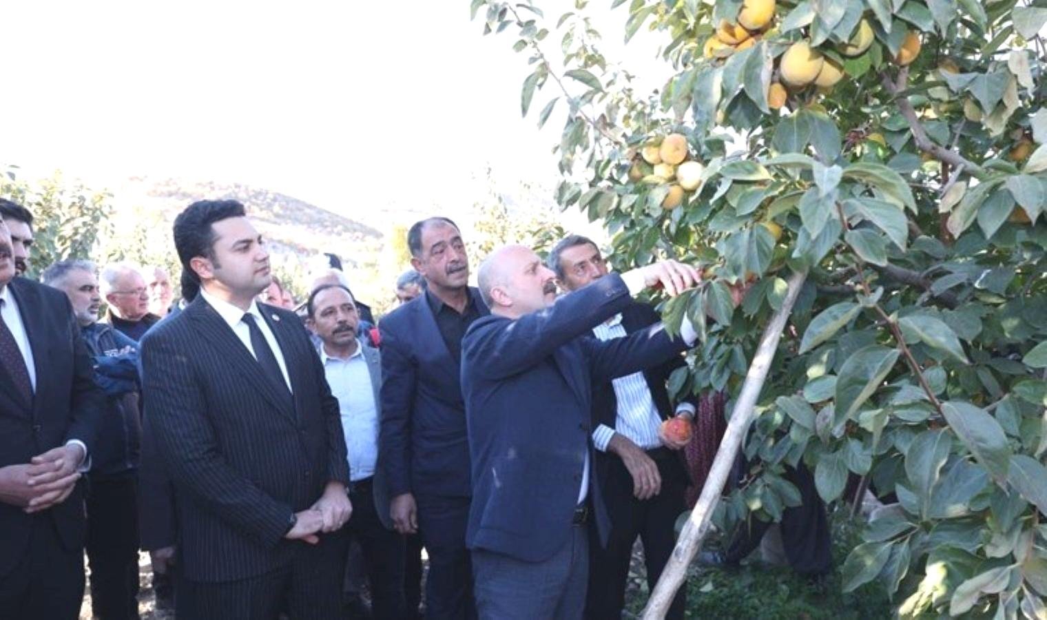 adiyamanda-trabzon-hurmasi-hasat-senligi-duzenlendi-gukOgCCZ.jpg adiyamanda-trabzon-hurmasi-hasat-senligi-duzenlendi-gukOgCCZ.jpg