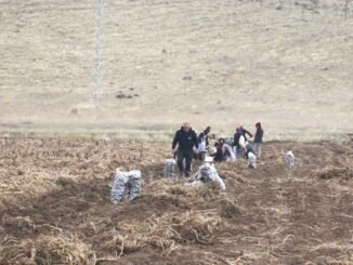 Ağrı'da Mor Patates Üretimi ile Tarımda Yenilik - Merhaba İzmir