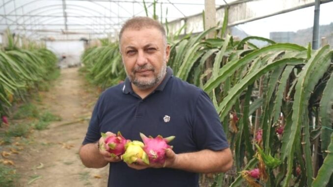 bilecikte-ejder-meyvesi-yetistiriciligi-mehmet-kilicin-basarisi-55yADy5H.jpg