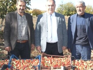 Elazığ'ın Yerli Çileği: Aroması ve Tazeliği ile Dikkat Çekiyor - Merhaba İzmir