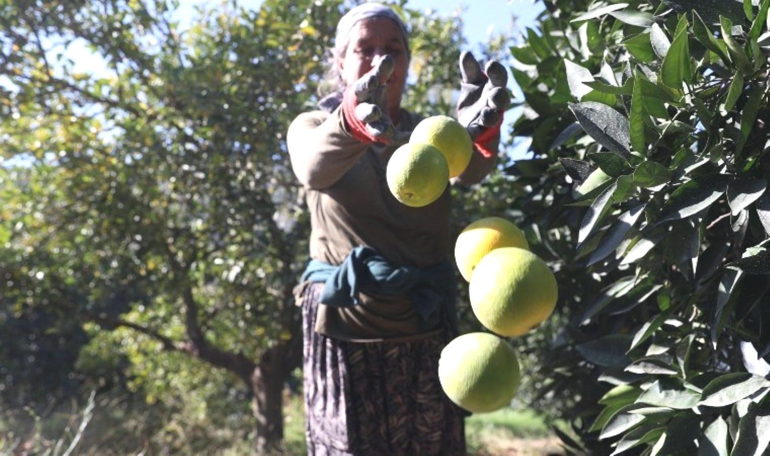 finike-portakalinda-hasat-zamani-ve-rekolte-dusuklugu-a1cyjIGA.jpg