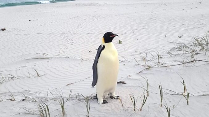 imparator-penguenin-kesfi-ve-ozellikleri-8YHVxQbd.jpg