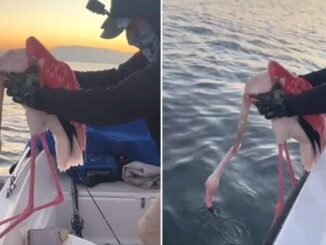 İzmir Körfezi'nde Flamingo Kurtarma Operasyonu - Merhaba İzmir