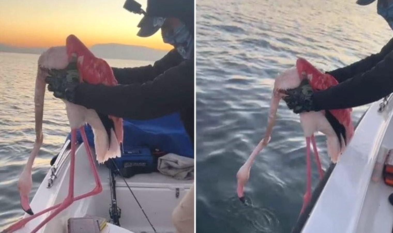 izmir-korfezinde-flamingo-kurtarma-operasyonu-hXebV9Rt.jpg izmir-korfezinde-flamingo-kurtarma-operasyonu-hXebV9Rt.jpg