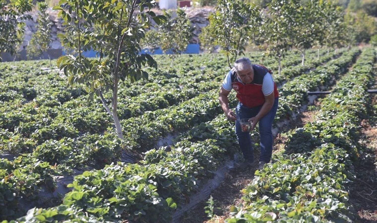 muglada-kadin-ciftcilerin-cilek-uretimi-projesi-ciyhZPpV.jpg muglada-kadin-ciftcilerin-cilek-uretimi-projesi-ciyhZPpV.jpg