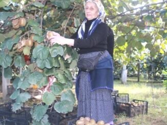 Ordu'da Kivi Üretimi ve Ekonomik Katkıları - Merhaba İzmir