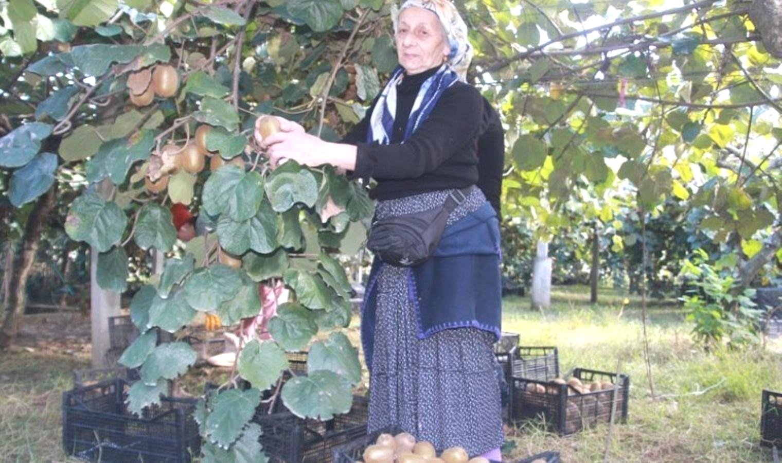 orduda-kivi-uretimi-ve-ekonomik-katkilari-LXCpyqfz.jpg orduda-kivi-uretimi-ve-ekonomik-katkilari-LXCpyqfz.jpg