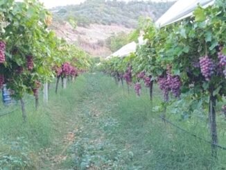 Sarıgöl Ovası'nda Üzüm Hasat Sezonu Başladı - Merhaba İzmir
