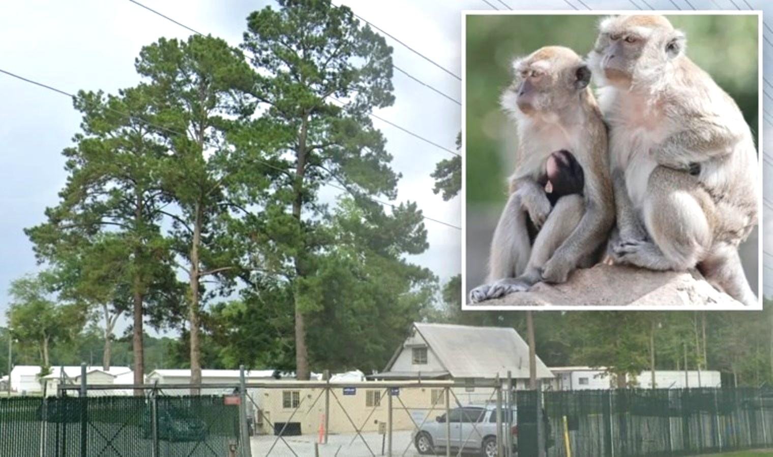 yemassee-bolgesinde-43-maymunun-kacisi-ve-alpha-genesis-arastirmalari-bEcHa845.jpg yemassee-bolgesinde-43-maymunun-kacisi-ve-alpha-genesis-arastirmalari-bEcHa845.jpg